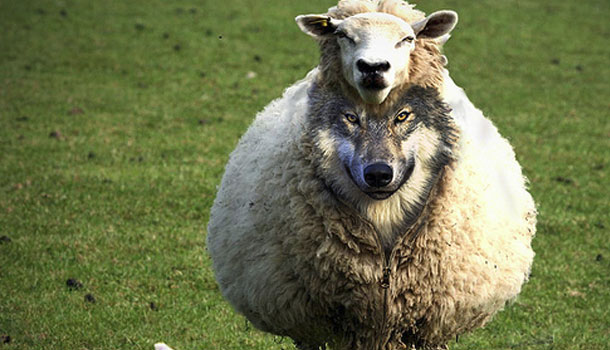 волк в овечьей шкуре фото-ის სურათის შედეგი
